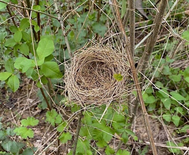 Bird nest in a Miyawaki forest
