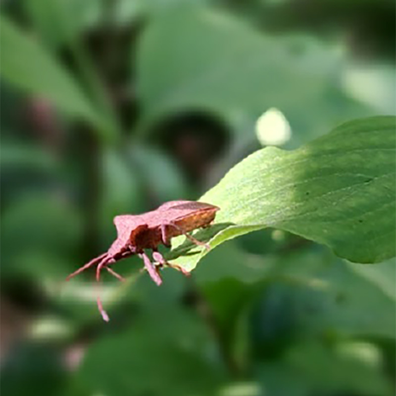 Insecte observé dans une micro-forêt